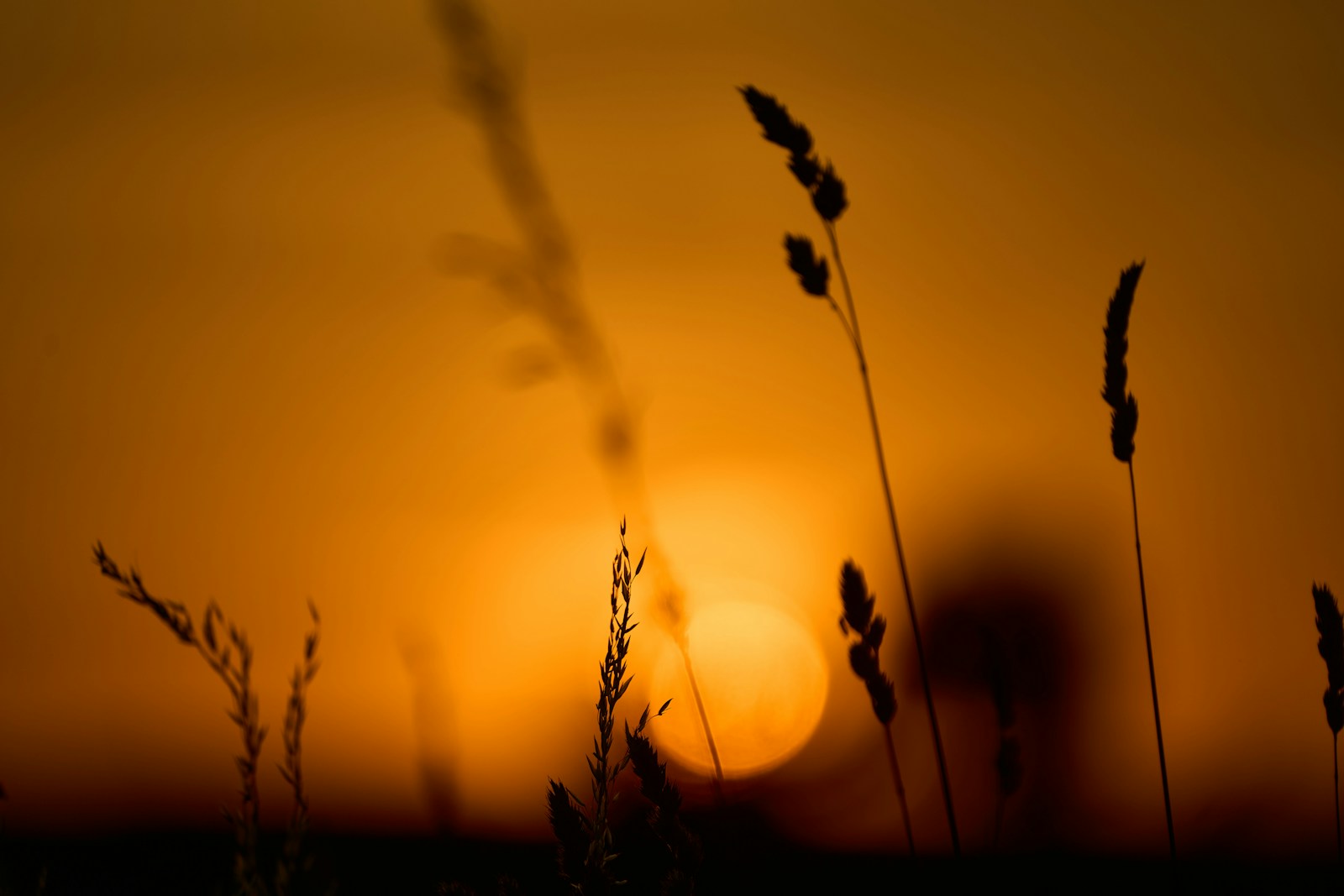 The sun is setting behind some tall grass